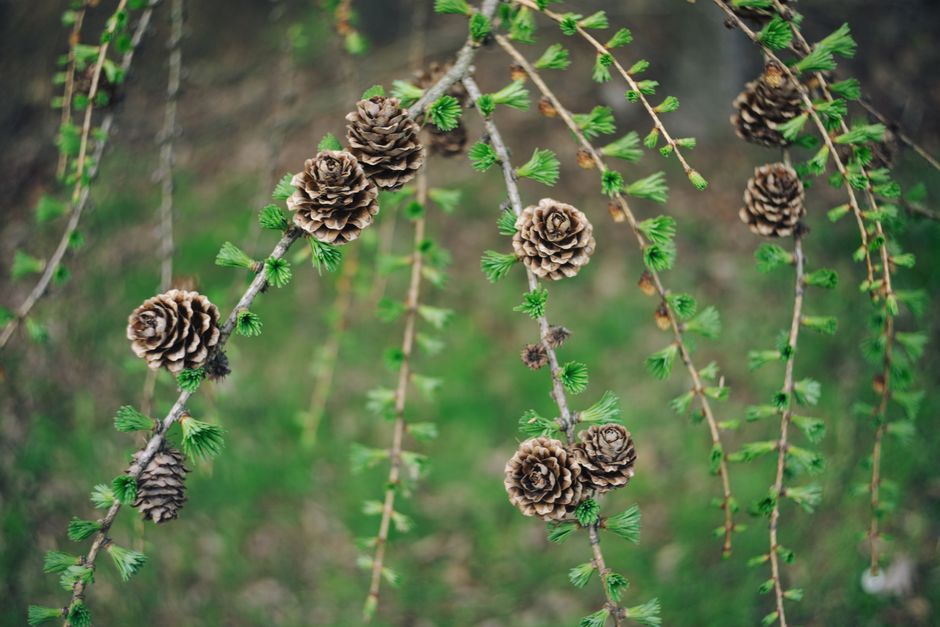 Close-up view of several thin, curved branches hanging downward, each decorated with multiple small, brown pine cones and fresh green sprouting leaves. The background is blurred, showing hints of greenery and natural outdoor elements. The scene highlights natural outdoor foliage with a focus on the pine cones attached to the branches, illustrating the seasonal growth typical of a woodland environment. No furniture, packaging, or moving equipment is visible, emphasizing only natural plant features. This detailed description supports accessibility by clearly conveying the nature and arrangement of the branches and cones, aligning with themes of outdoor scenery and natural plant formations. Occasionally, references to packing or loading processes by Man with Van Nine Elms are subtly connected through the natural imagery of collection and transport of natural objects, fitting into the broader topic of house removals and moving logistics.